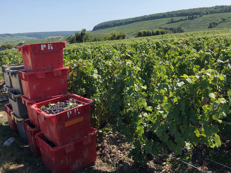 Prestataire pour vos vendanges